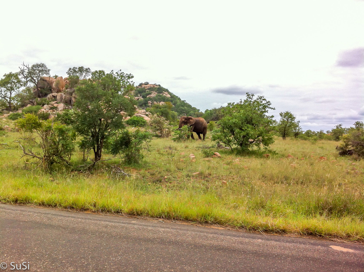 Unser erster Elefant im Krüger Nationalpark