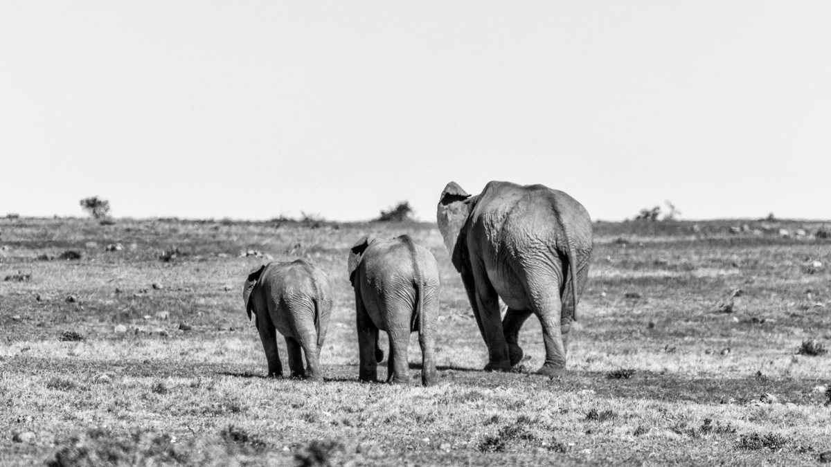 elephants