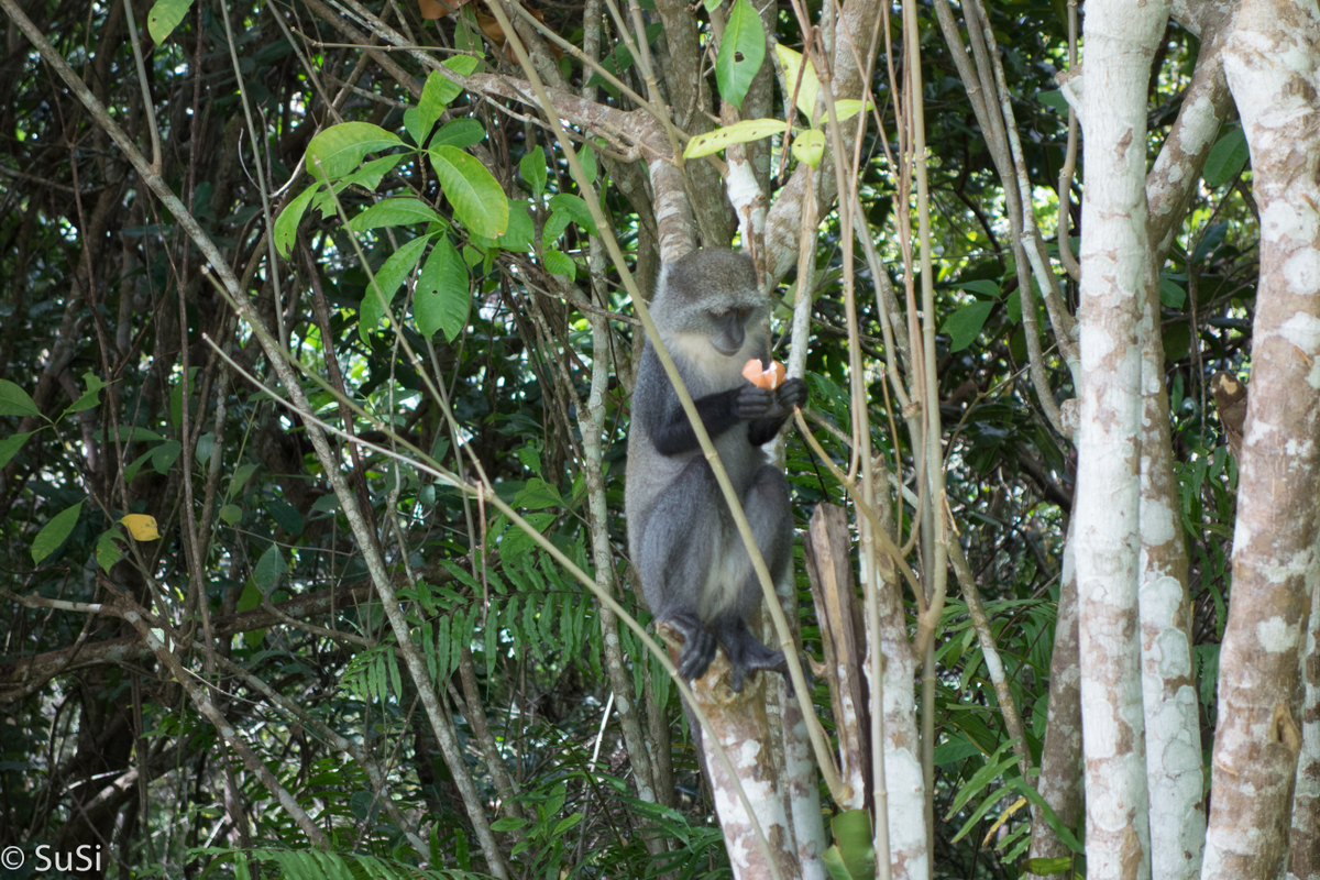 Blue Monkey im Jozani Forest auf Sansibar