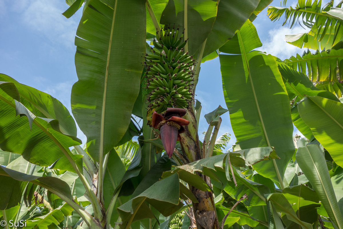 Bananenstaude