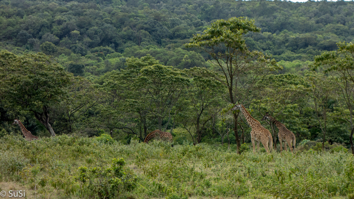 Fünf Giraffen beim Fressen