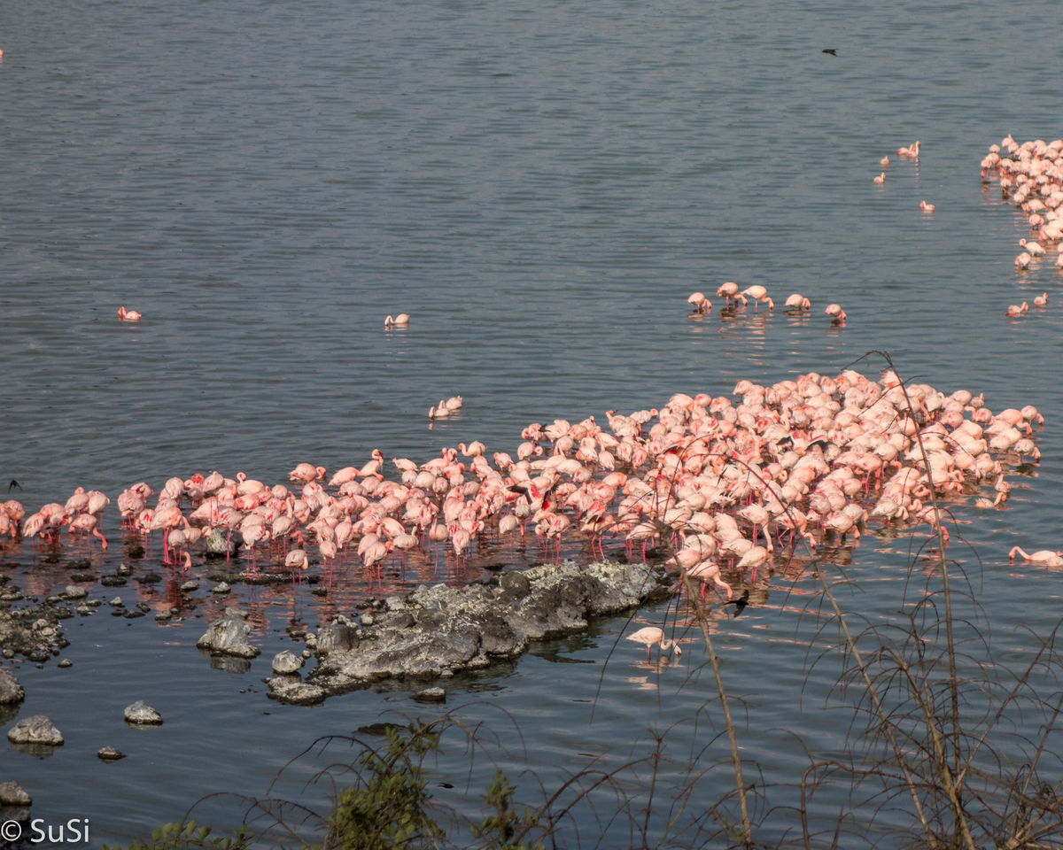 Flamingos