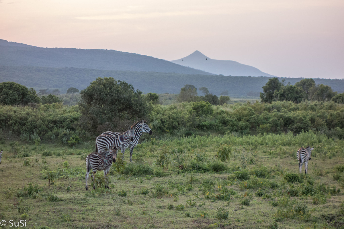 Zebras in der Dämmerung