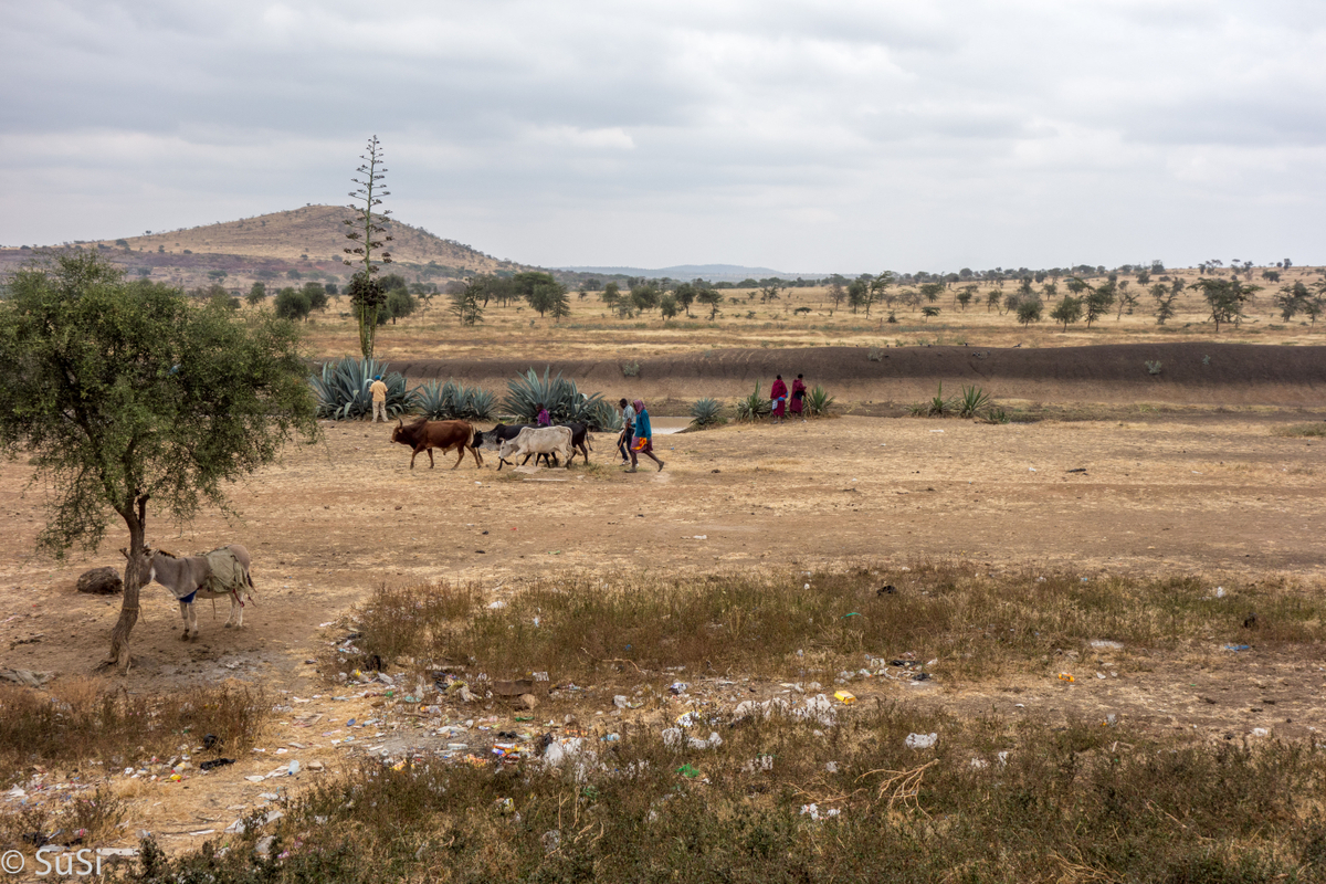 Massai hüten ihre Rinder