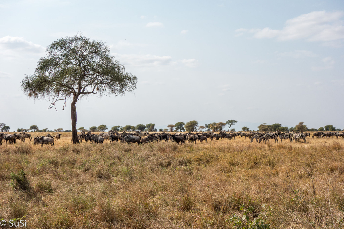 Gnus und Zebras unterm Baum