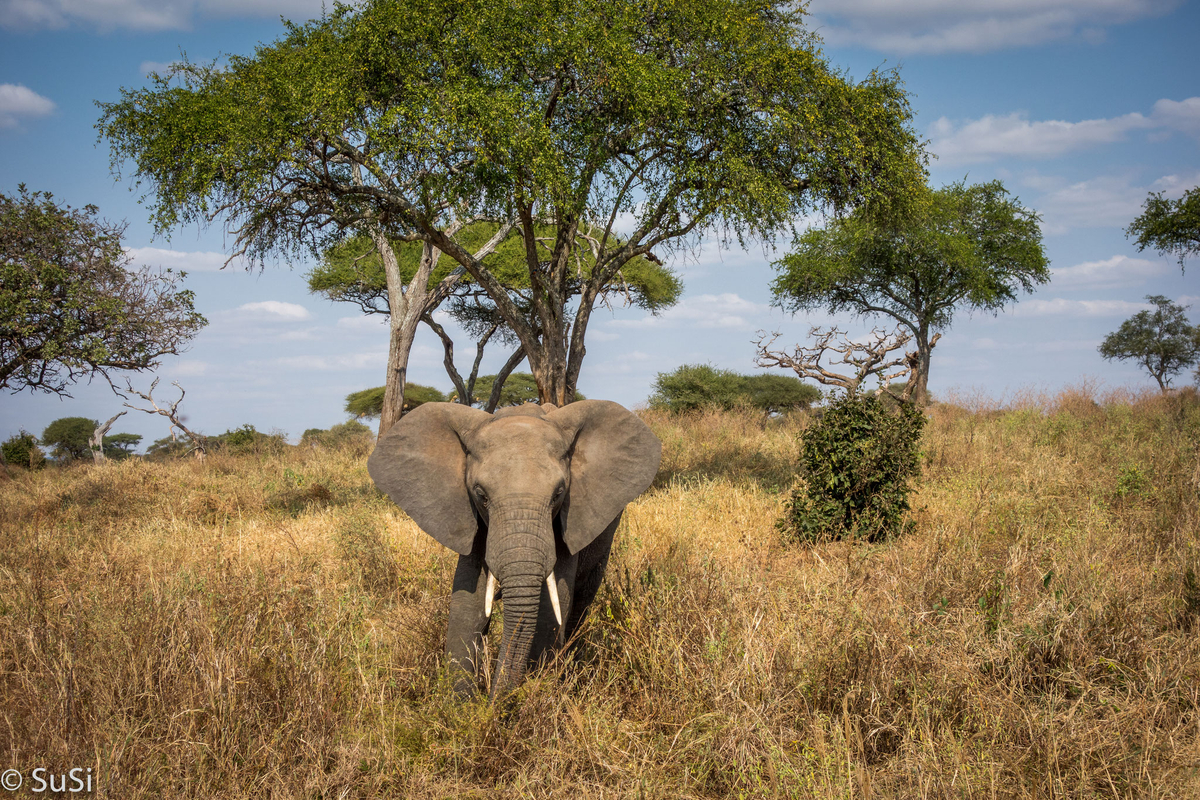 Elefant in der Steppe