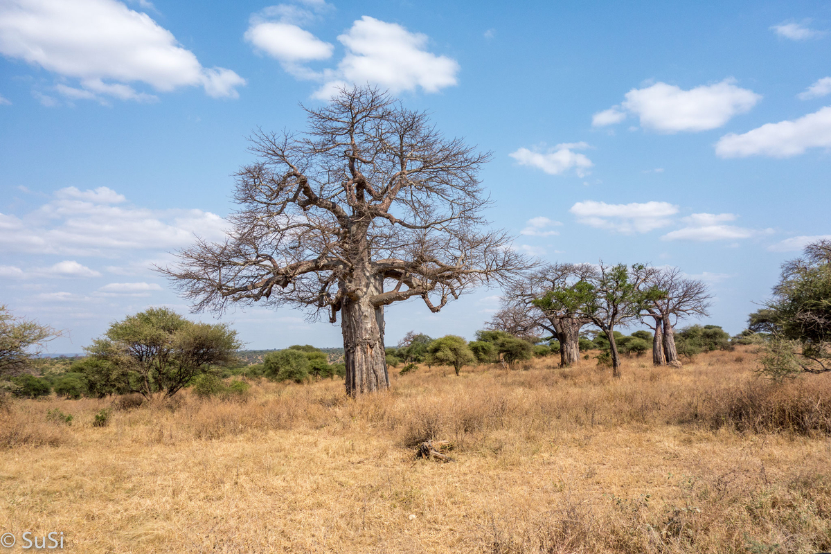 Baobab Baum