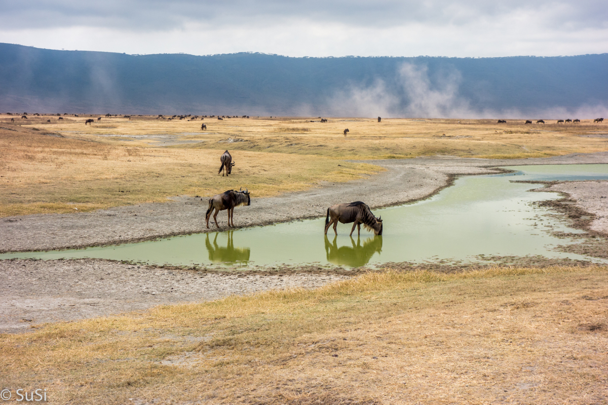 Gnus am Wasserloch