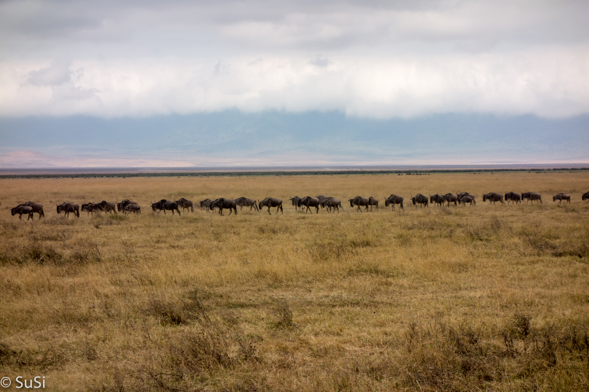 Gnu Wanderung