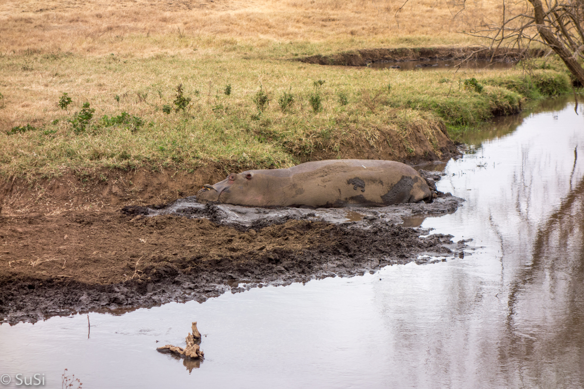 Nilpferd im Wasserloch