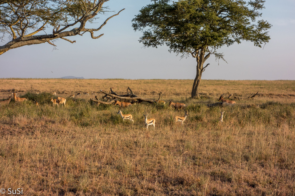 Impalas im Abendlicht