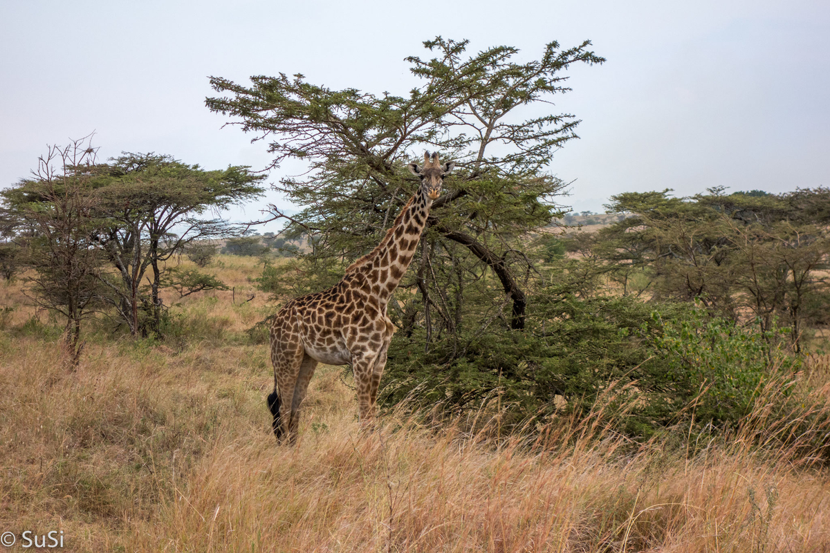 Die Giraffe erreicht auch noch das letzte Blatt