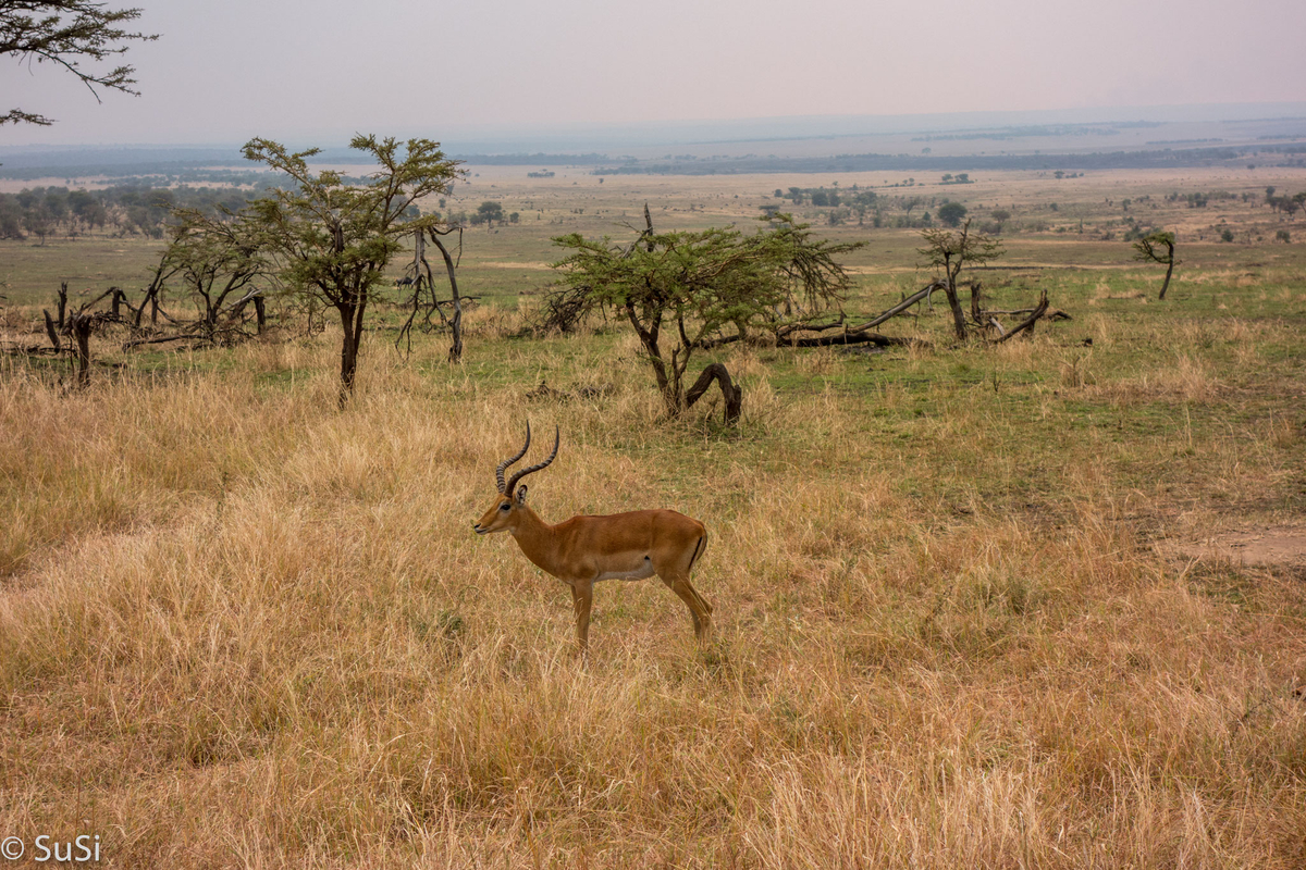 Impalas sind selten allein