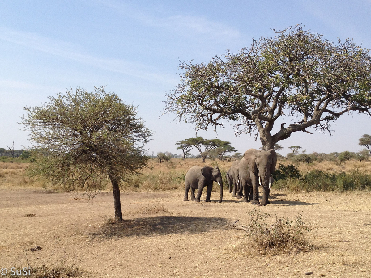 Die Elefanten drängen sich unterm Baum