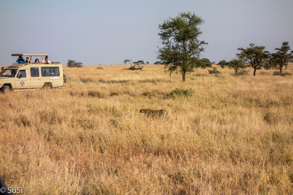 Unser erster Gepard streift durchs Gras