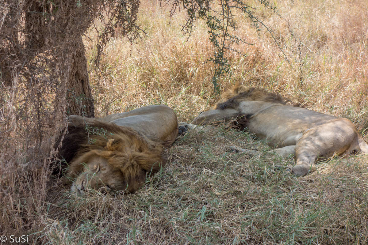 Löwen machen Siesta