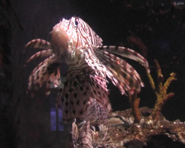 Vancouver Aquarium Vancouver Aquarium