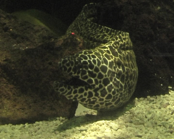 Vancouver Aquarium Vancouver Aquarium