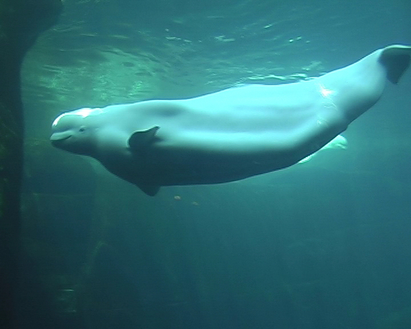 Vancouver Aquarium Vancouver Aquarium