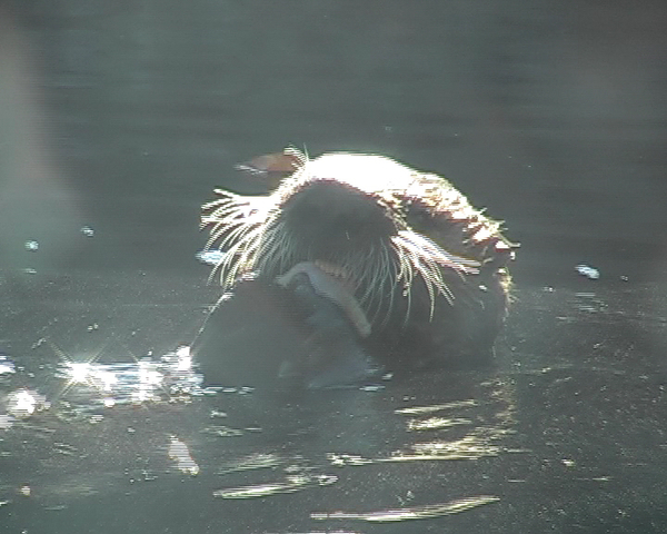 Vancouver Aquarium Vancouver Aquarium