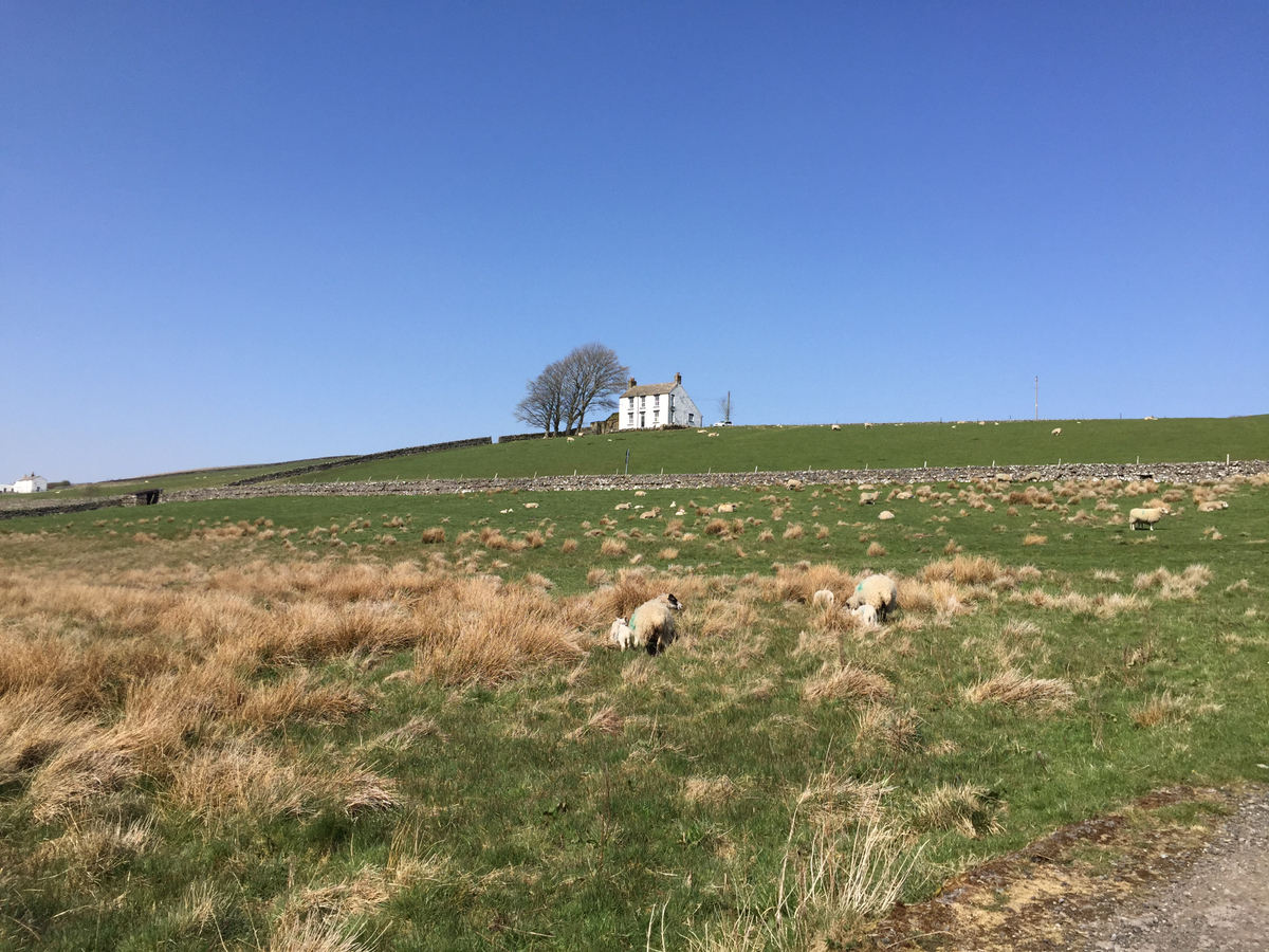 Viel Landschaft - und viele Schaafe !