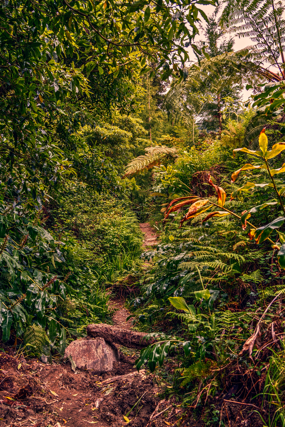 Waldweg