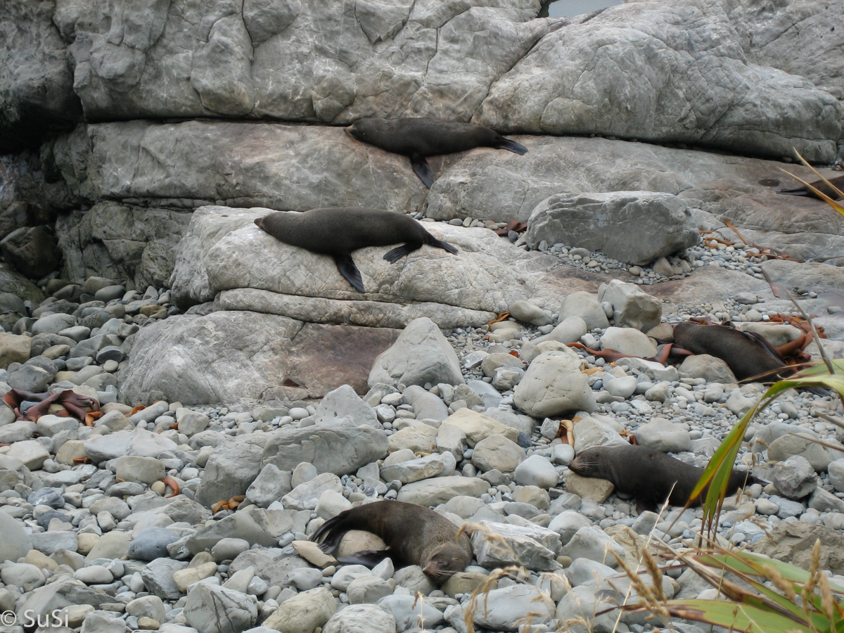 Kaikoura Peninsula Walkway